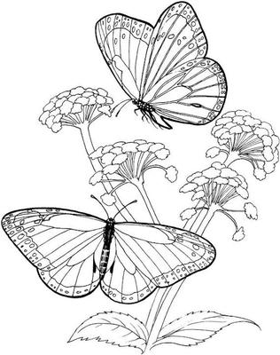 Раскраски Бабочки и Цветы - Скачать раскраски