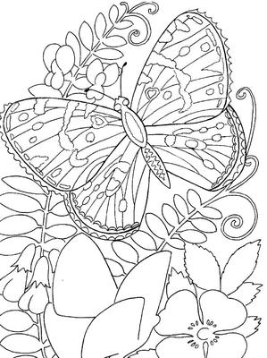 Бабочка и Цветок Красивые Цветы Природа Раскраски для Девочек » Turka