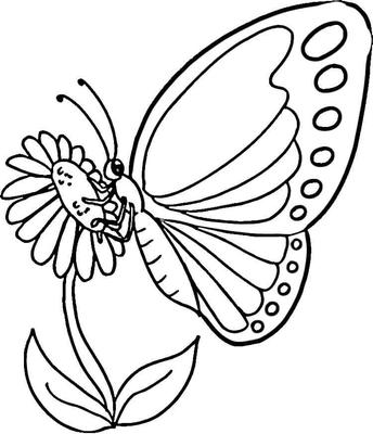 Глупая бабочка Раскраска | Летние раскраски, Раскраски бабочки, Раскраски жуки